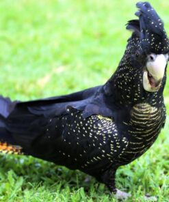 Red Tail Black Cockatoo Parrot-(Rama)