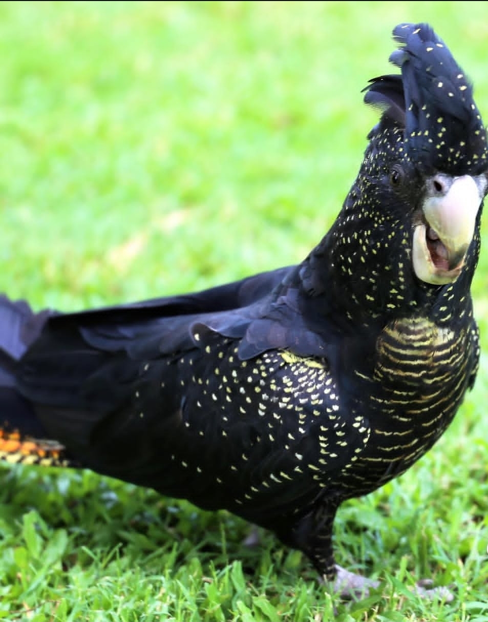 “Female Red Tail Black Cockatoo Parrot Rama – 1-year-old exotic parrot with glossy black feathers and vibrant red tail, healthy and vaccinated.”