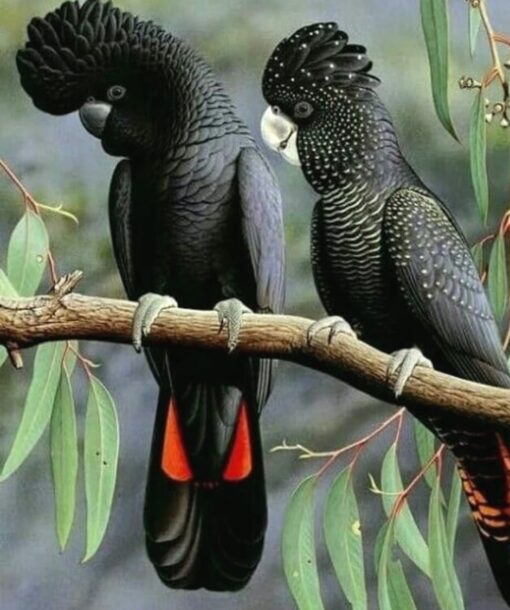 "Red Tail Black Cockatoo Parrots, healthy males and females, exotic intelligent birds, perfect for collectors and bird enthusiasts."