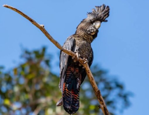 "Red Tail Black Cockatoo Parrots, healthy males and females, exotic intelligent birds, perfect for collectors and bird enthusiasts."