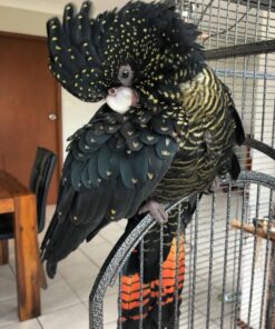Red Tail Black Cockatoo Parrots-Males-Females