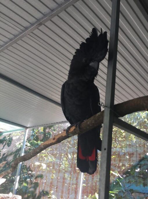 "Red Tail Black Cockatoo Parrots, healthy males and females, exotic intelligent birds, perfect for collectors and bird enthusiasts."