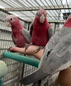 Rose Breasted-Galah Cockatoo Parrots-Males-Females