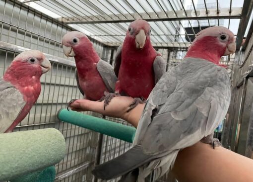 Rose Breasted-Galah Cockatoo Parrots-Males-Females - Image 2