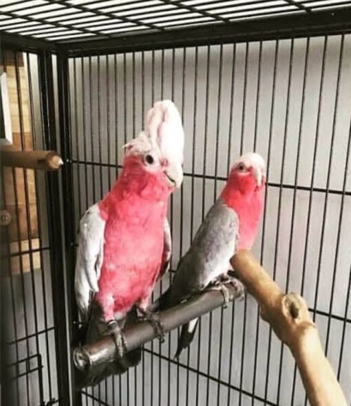 Rose Breasted Galah Cockatoo parrots, male and female, with vibrant pink chests and grey wings, perched and looking playful.
