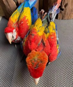Scarlet Macaw Baby Parrots-Males-Females