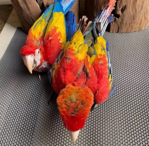 Scarlet Macaw Baby Parrots-Males-Females - Image 2