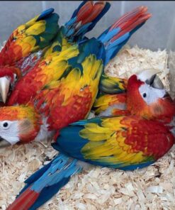 Scarlet Macaw Baby Parrots-Males-Females