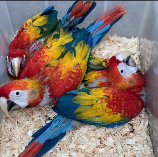 “Bright and colorful Scarlet Macaw baby parrots, males and females, showing vibrant red, blue, and yellow feathers, perched and looking alert.”