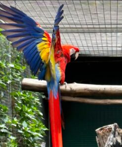 Scarlet Macaw Parrot-(Lino)