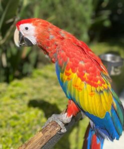 Scarlet Macaw Parrot-(Lino)