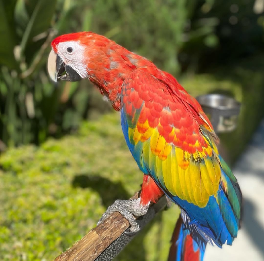 “Male Scarlet Macaw Parrot named Lino with bright red, blue, and yellow feathers perched, showcasing vibrant plumage.”