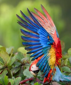 Scarlet Macaw Parrot-(Ravic)