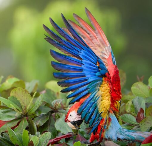 Scarlet Macaw Parrot-(Ravic) - Image 2