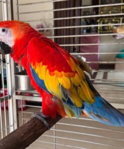 Scarlet Macaw Parrot-(Ravic)