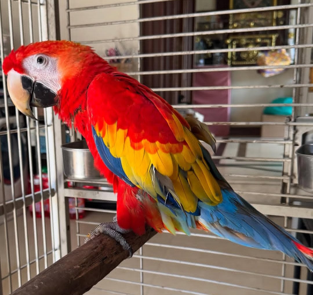 “Female Scarlet Macaw Parrot named Ravic with bright red, blue, and yellow feathers perched on a branch.”