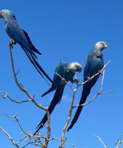 Spix`s Macaw Parrots-Males