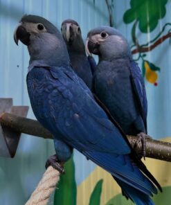 Spix`s Macaw Parrots-Males