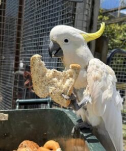 Sulphur Crested Cockatoo Parrot-(Benis)