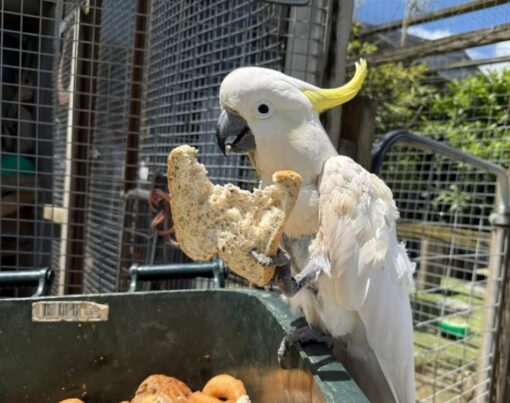 “Female Sulphur Crested Cockatoo Parrot named Benis, hand-raised, friendly, and affectionate exotic pet bird with white feathers and yellow crest.”