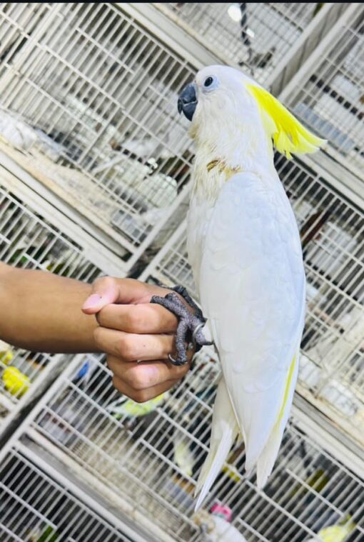 “Female Sulphur Crested Cockatoo Parrot named Benis, hand-raised, friendly, and affectionate exotic pet bird with white feathers and yellow crest.”