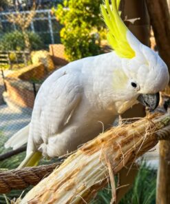 Sulphur Crested Cockatoo Parrot-(Benis)