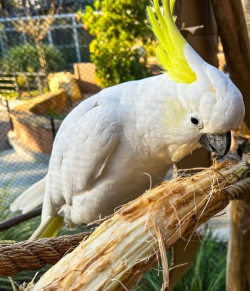 Sulphur Crested Cockatoo Parrot-(Benis) - Image 2