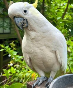 Sulphur Crested Cockatoo Parrots-Males-Females