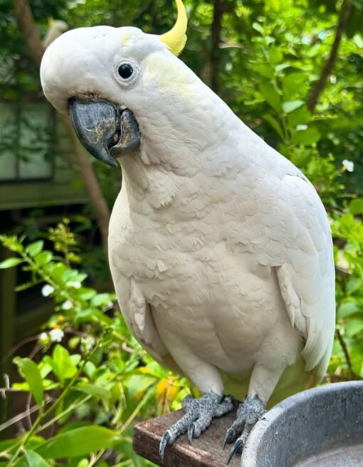 "Sulphur Crested Cockatoo Parrots – male and female, white feathers with yellow crest, friendly and intelligent exotic birds for sale."
