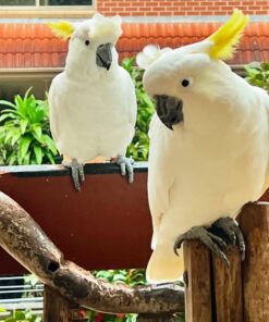 Sulphur Crested Cockatoo Parrots-Males-Females