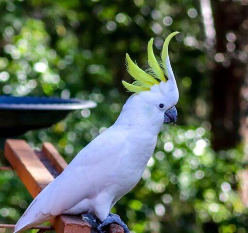"Sulphur Crested Cockatoo Parrots – male and female, white feathers with yellow crest, friendly and intelligent exotic birds for sale."
