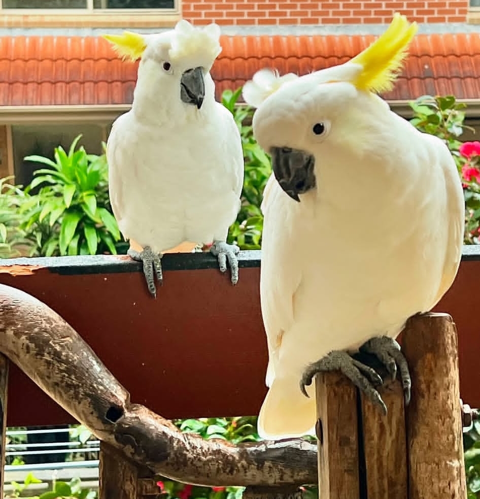 "Sulphur Crested Cockatoo Parrots – male and female, white feathers with yellow crest, friendly and intelligent exotic birds for sale."