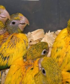 Sun Conure Baby Parrots-Males-Females