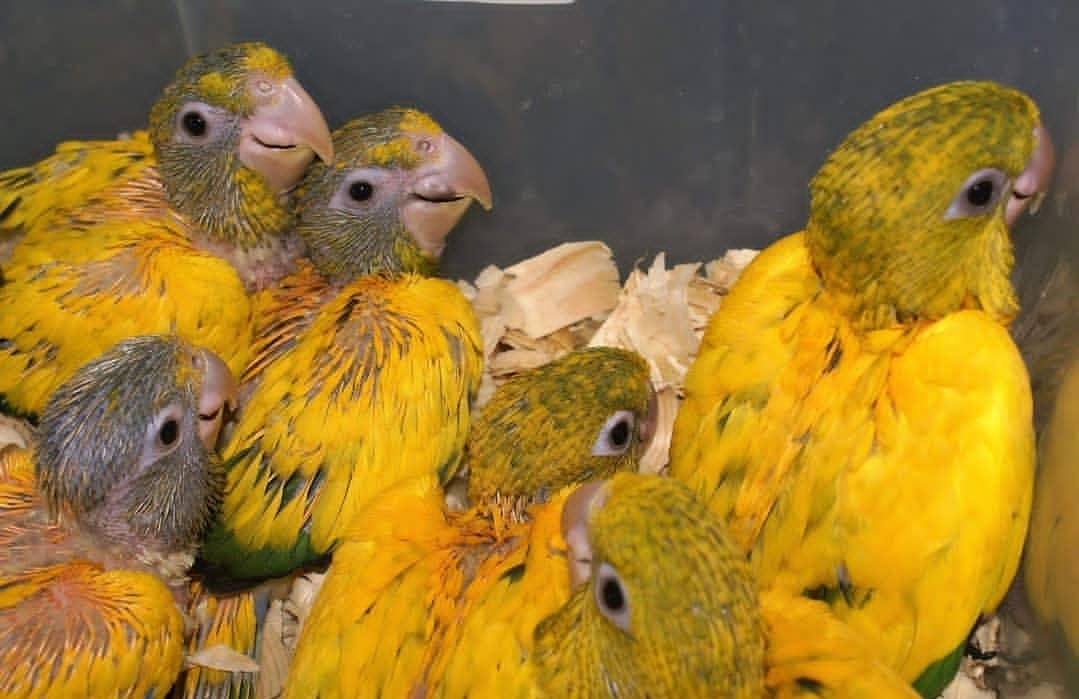 “Brightly colored Sun Conure baby parrots, males and females, with vibrant orange, yellow, and green feathers, perched closely together.”