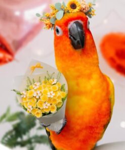 Sun Conure Parrot-(Maya)