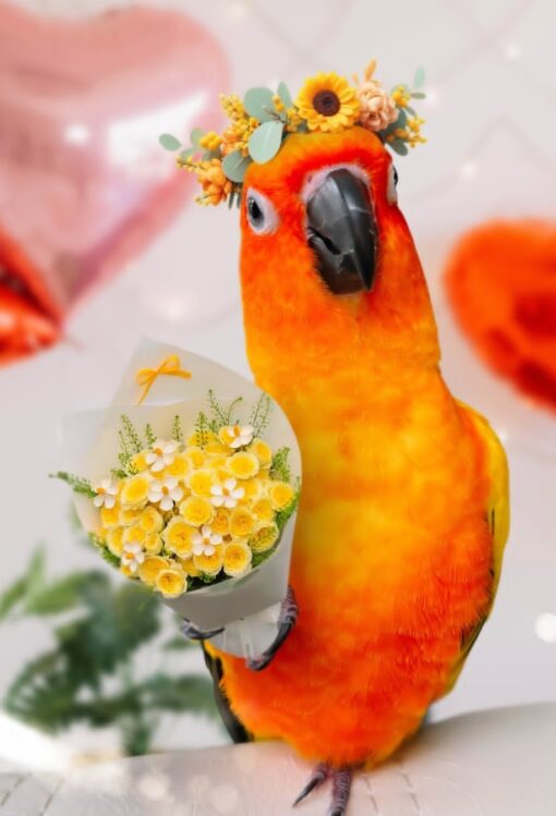 “Female Sun Conure Parrot Maya with bright orange and yellow feathers, friendly and hand-fed pet bird, age 1 year 3 months, fully vaccinated.”