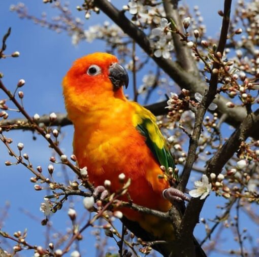 “Female Sun Conure Parrot Maya with bright orange and yellow feathers, friendly and hand-fed pet bird, age 1 year 3 months, fully vaccinated.”