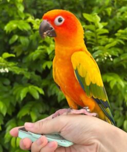 Sun Conure Parrot-(Maya)