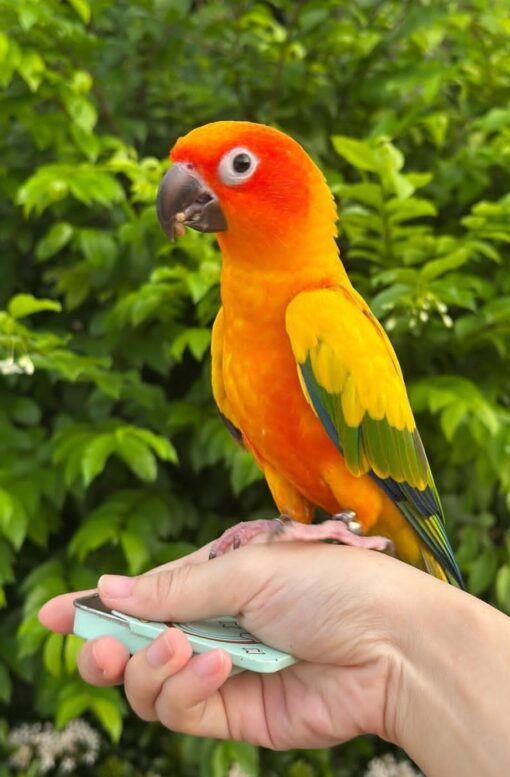 “Female Sun Conure Parrot Maya with bright orange and yellow feathers, friendly and hand-fed pet bird, age 1 year 3 months, fully vaccinated.”