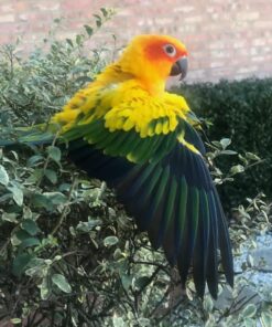 Sun Conure Parrots-Males And Females