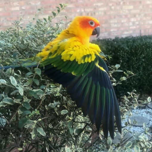 “Bright orange and yellow Sun Conure parrots, healthy males and females, hand-tamed and hand-fed, ready for adoption.”