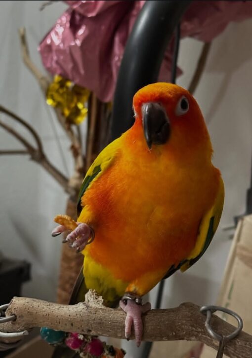 “Bright orange and yellow Sun Conure parrots, healthy males and females, hand-tamed and hand-fed, ready for adoption.”