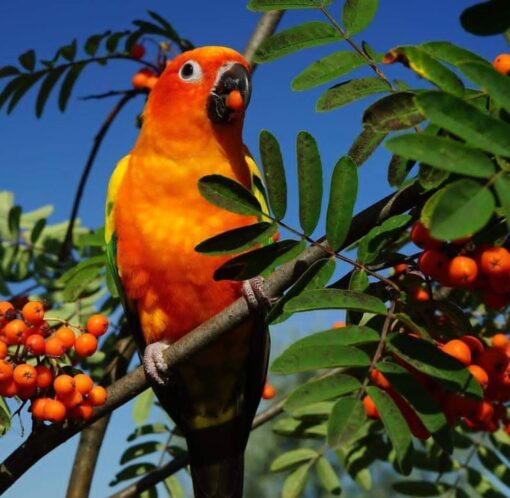 “Bright orange and yellow Sun Conure parrots, healthy males and females, hand-tamed and hand-fed, ready for adoption.”
