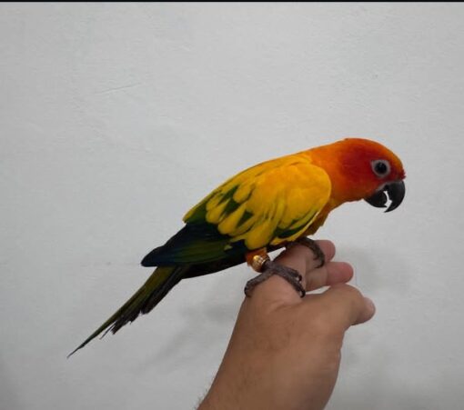 “Bright orange and yellow Sun Conure parrots, healthy males and females, hand-tamed and hand-fed, ready for adoption.”