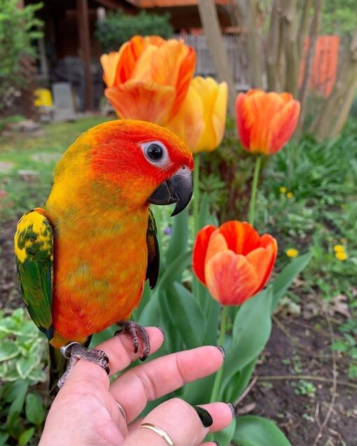 “Bright orange and yellow Sun Conure parrots, healthy males and females, hand-tamed and hand-fed, ready for adoption.”