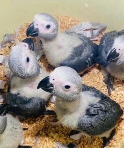 Timneh African Grey Baby Parrots