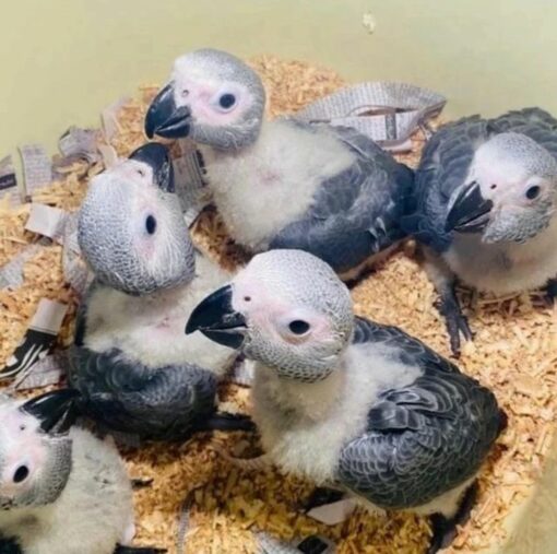 “Close-up of healthy male and female Timneh African Grey baby parrots with slate-gray feathers and maroon tails, perched calmly.”