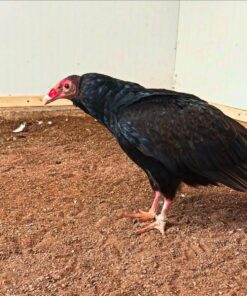 Turkey Vulture Birds-(Males/Females)