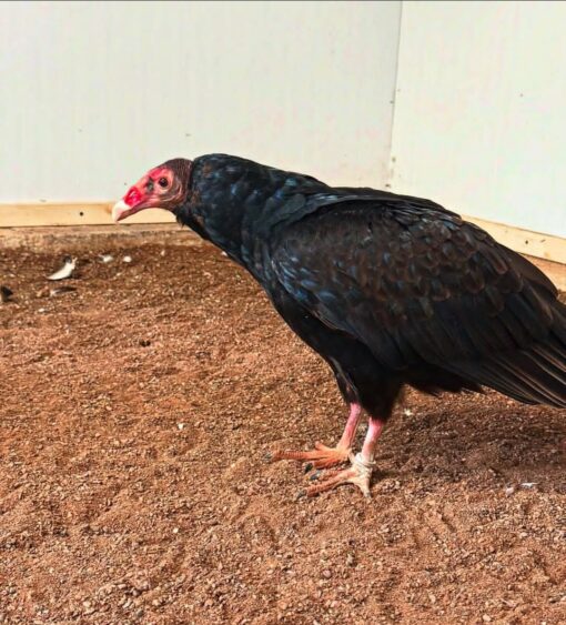 “Adult Turkey Vulture birds (male and female) perched with dark feathers, red featherless heads, and large outstretched wings against a natural outdoor background.”