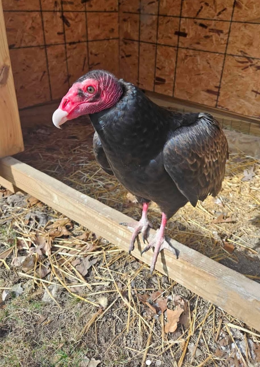 “Adult Turkey Vulture birds (male and female) perched with dark feathers, red featherless heads, and large outstretched wings against a natural outdoor background.”